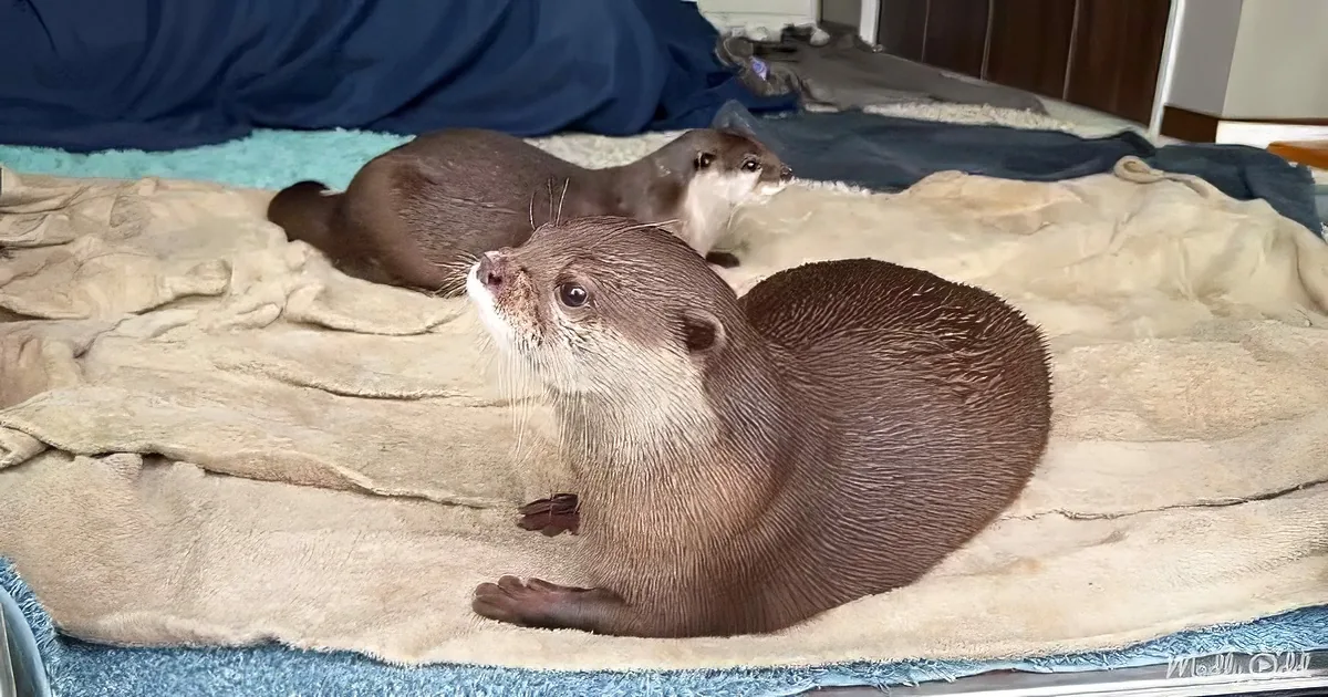 Two otters rest on a towel, one looking up, the other in the background, both appearing relaxed.