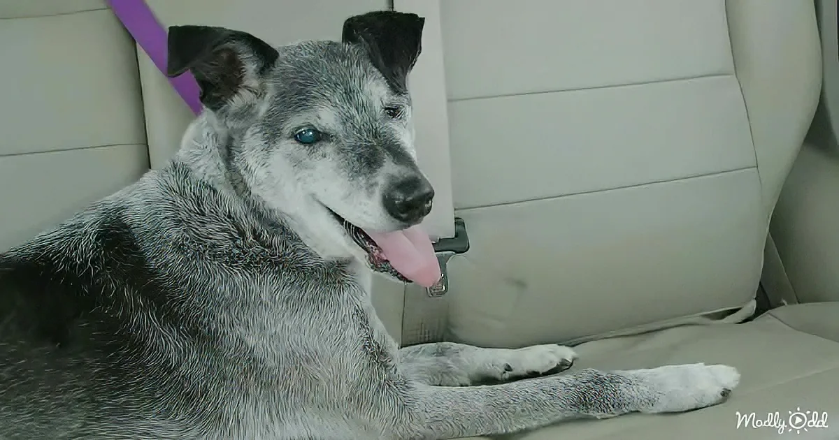A gray and white dog with blue eyes sits in a car, tongue out, looking relaxed.