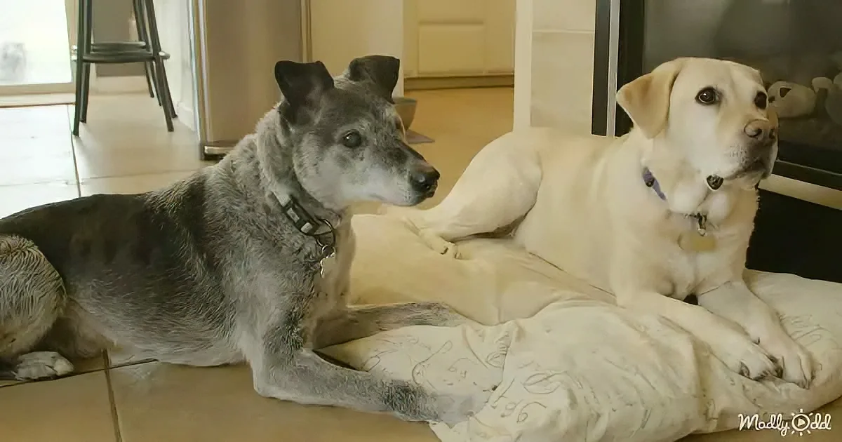 Two dogs, one gray and one tan, rest on a white cushion in a cozy indoor setting.
