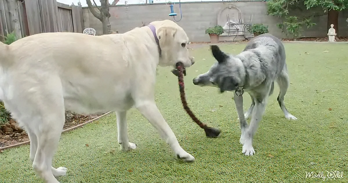 A white dog holds a rope in its mouth while a gray dog sniffs it, both on a grassy lawn.