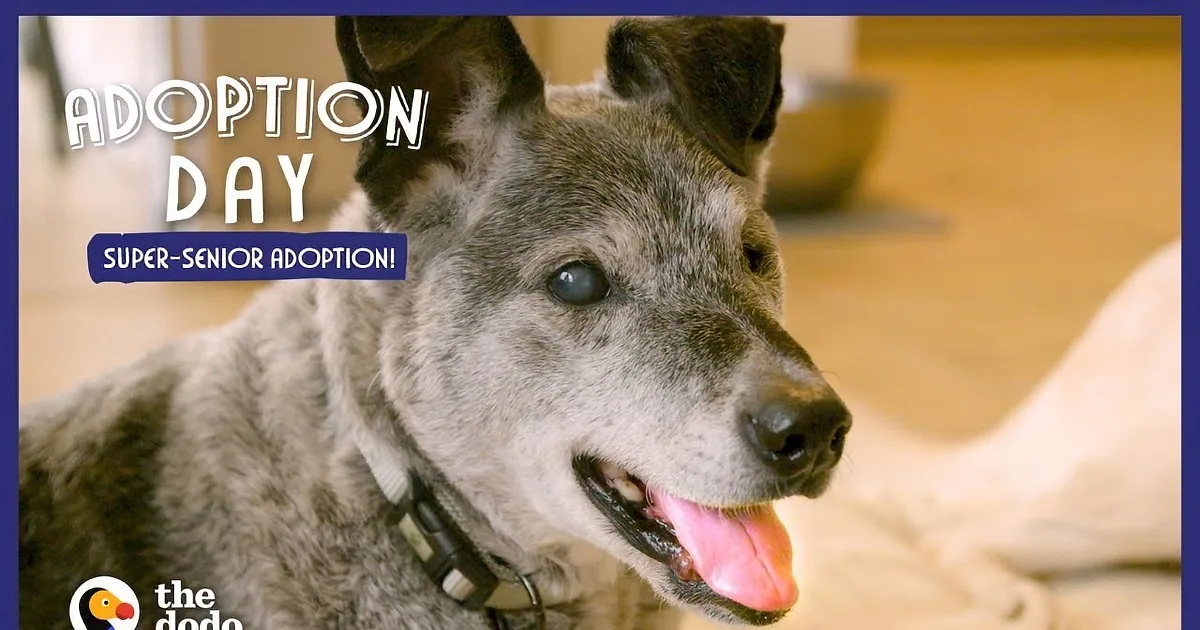 Senior Dog Finally Finds His Forever Home After 19 Long Years