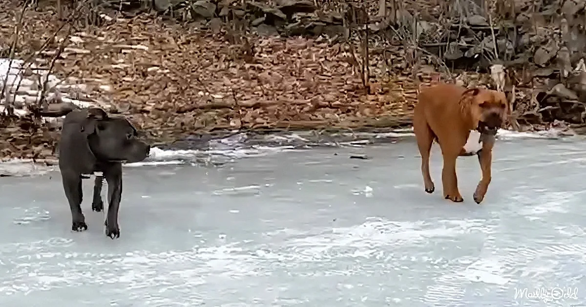 Two dogs, one black and one brown, stand on a frozen body of water in a forested area.