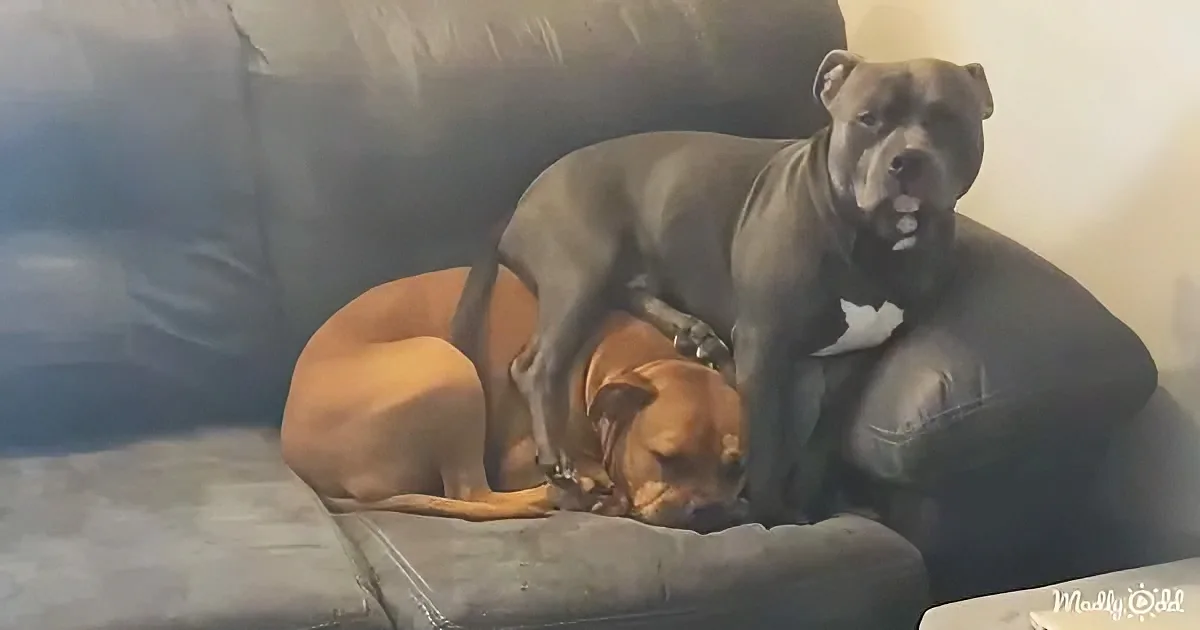 Two dogs, one brown and one gray, are resting on a couch, with the gray dog sitting upright and the brown dog lying down.