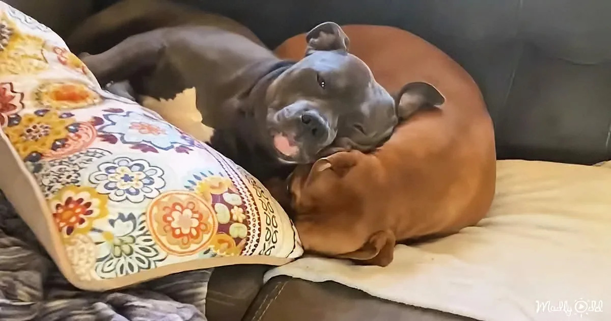 Naughty Pittie Puppy Grows to Become a Tolerant Big Brother