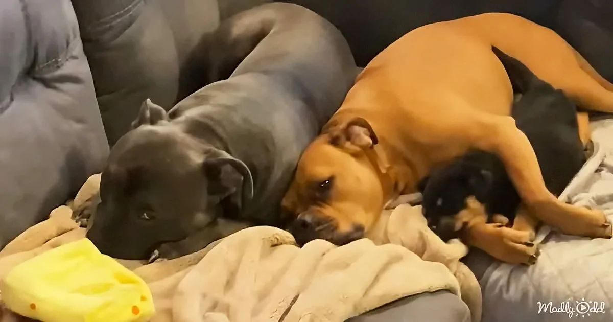 Two pit bulls and a small black dog rest together on a blanket, appearing relaxed and comfortable.