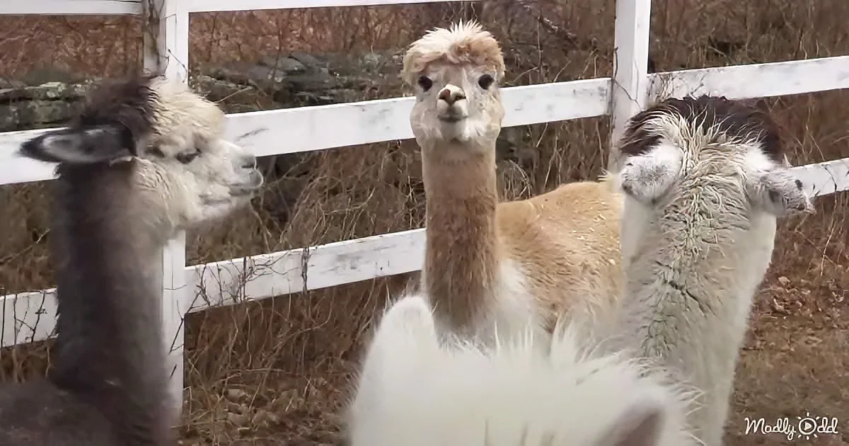 Three alpacas stand near a white fence, one facing forward, two turned away, in a dry, grassy area.