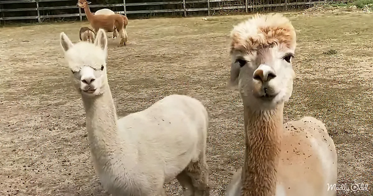 Two alpacas stand close, one white, one light brown, in a fenced pasture with other alpacas in the background.