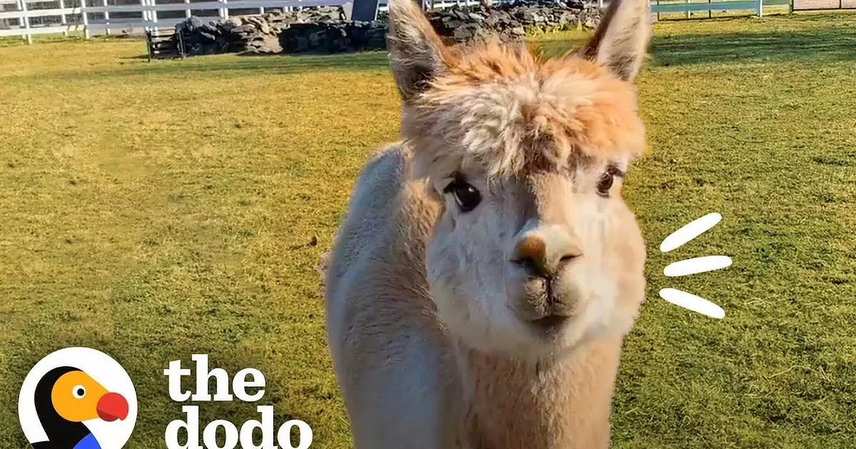 Caring Alpaca Becomes a Bodyguard for His Ailing Buddy