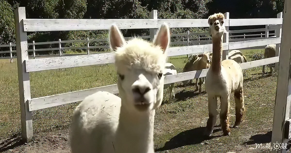 Two alpacas stand near a white fence in a grassy field, with more animals in the background.