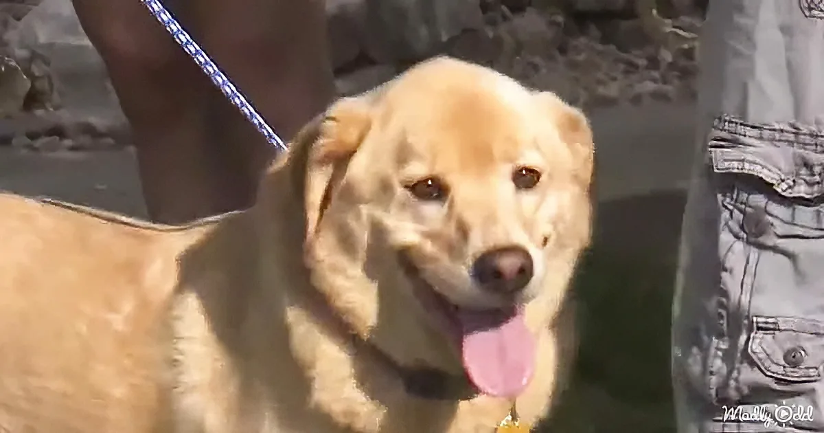 A golden retriever with a blue leash stands outdoors, looking slightly to the side with its tongue out.
