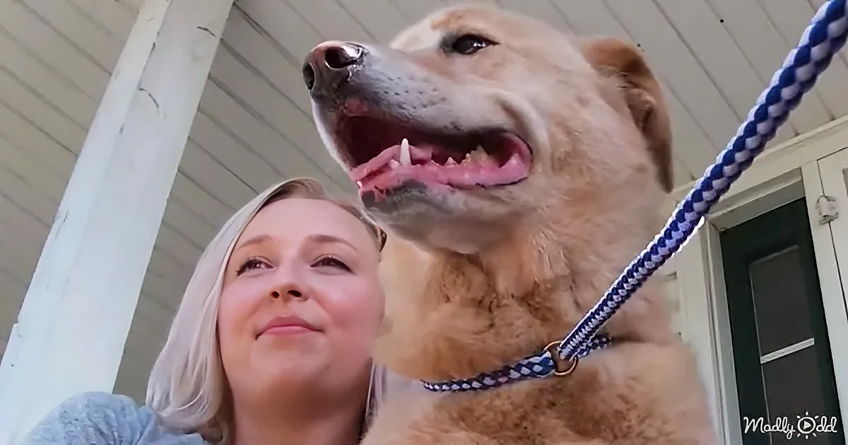 A golden retriever with a blue rope collar stands close to a woman with blonde hair, both looking upwards.