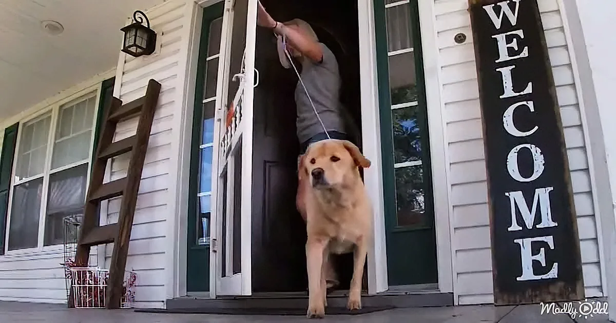 A golden retriever is being led out of a house by a person, with a "Welcome" sign visible.