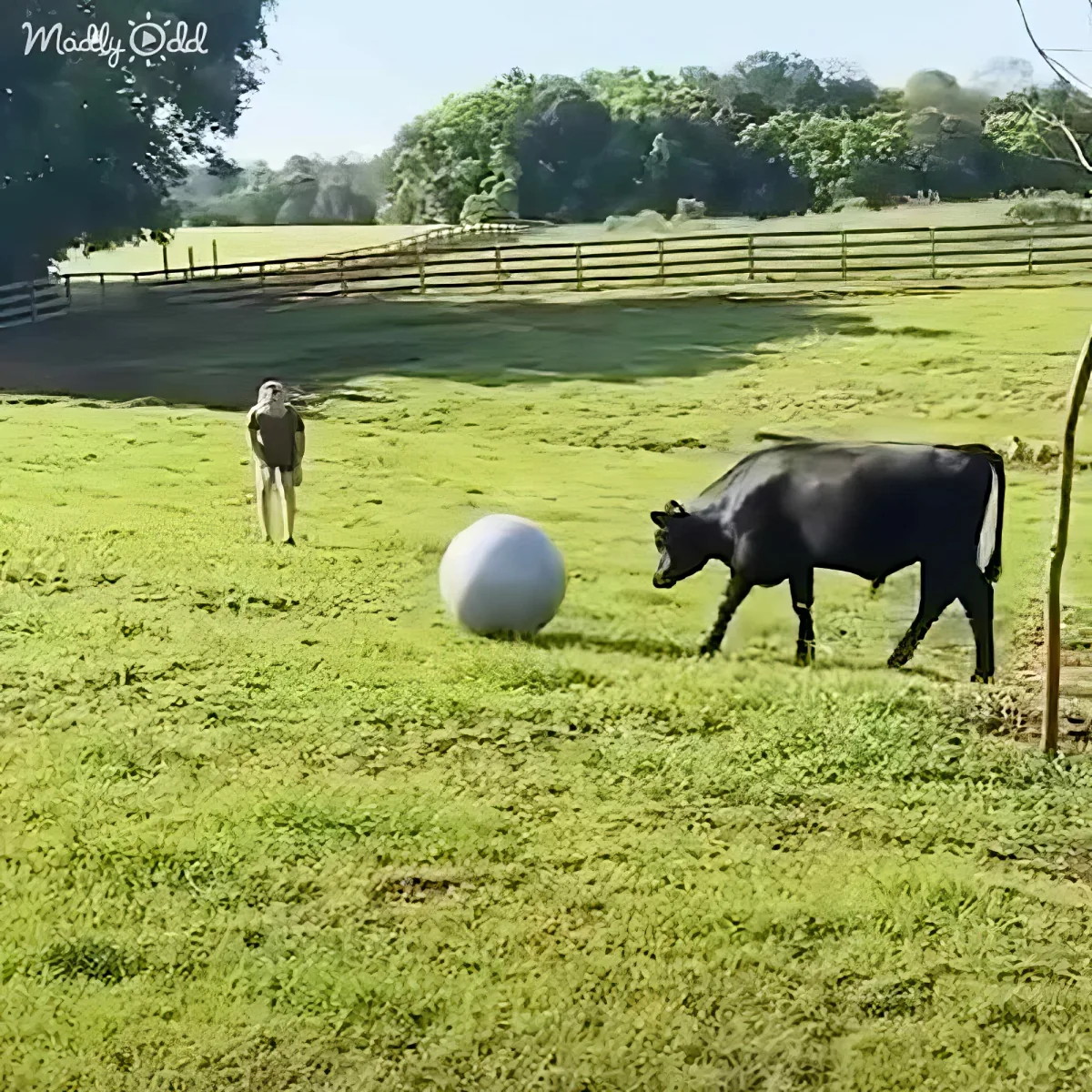 A cow curiously approaches a large white ball in a grassy field, with a person in the background.