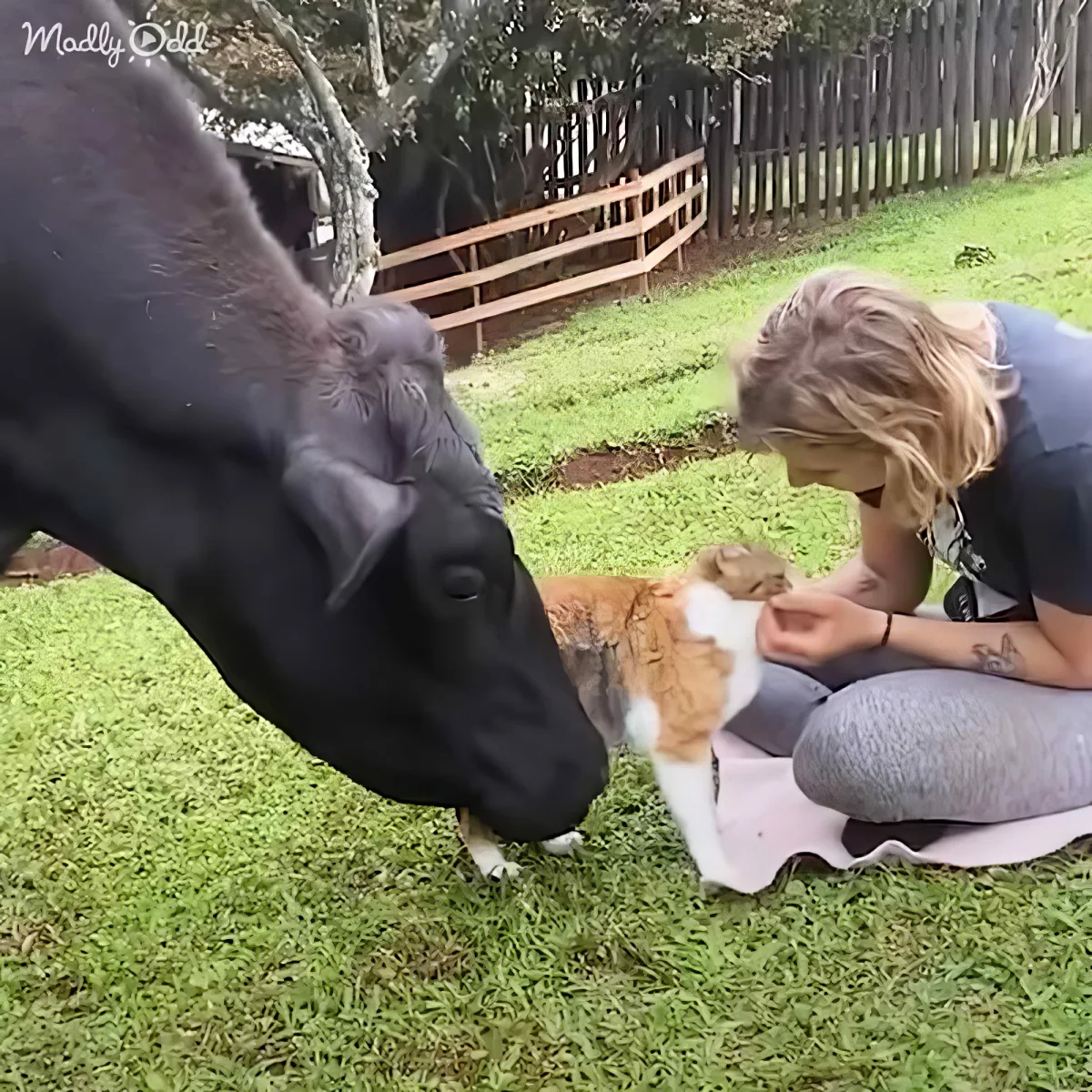 A cow curiously sniffs a cat as a woman pets the cat on a grassy lawn.