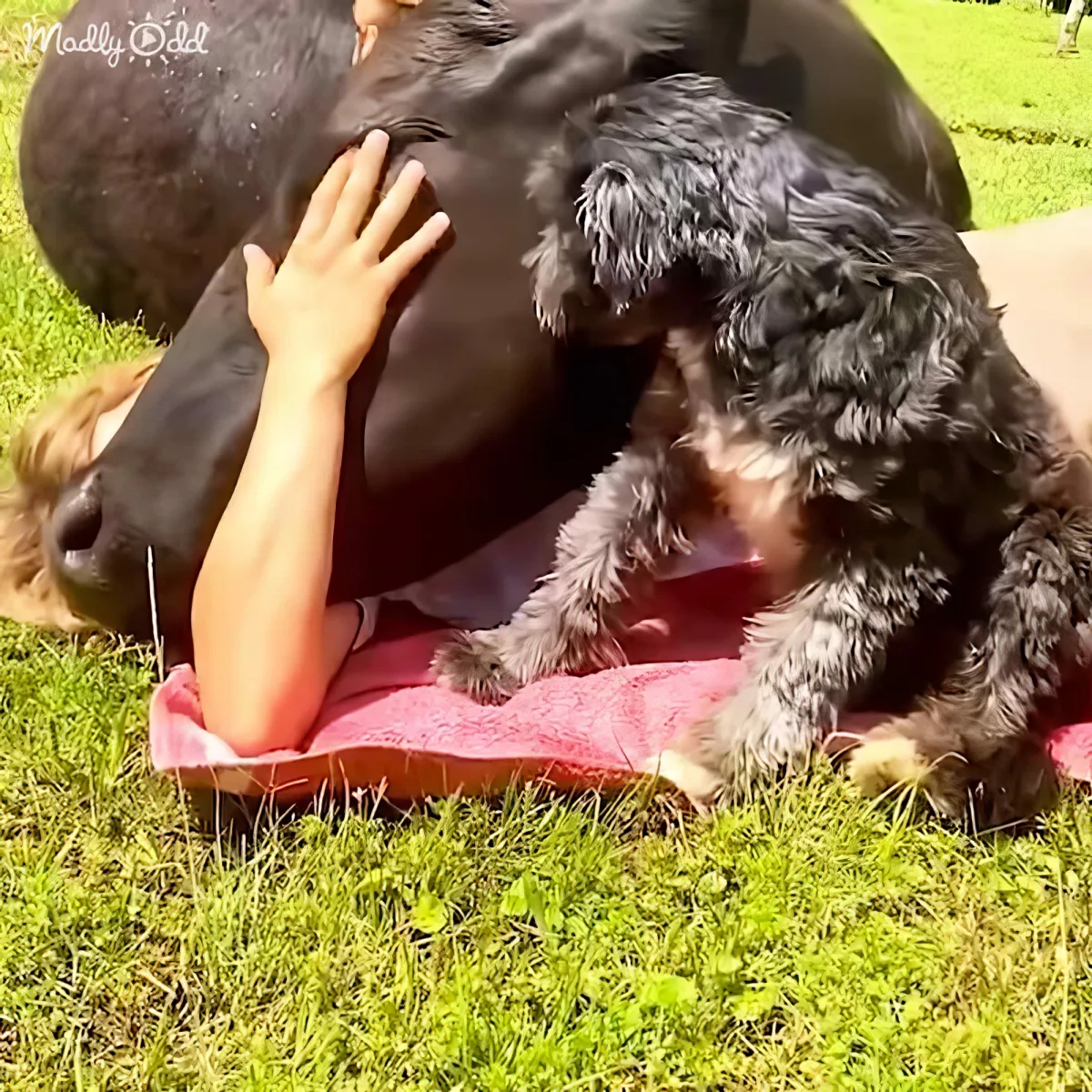 A large black dog rests on a pink blanket with a person's hand gently placed on its back.