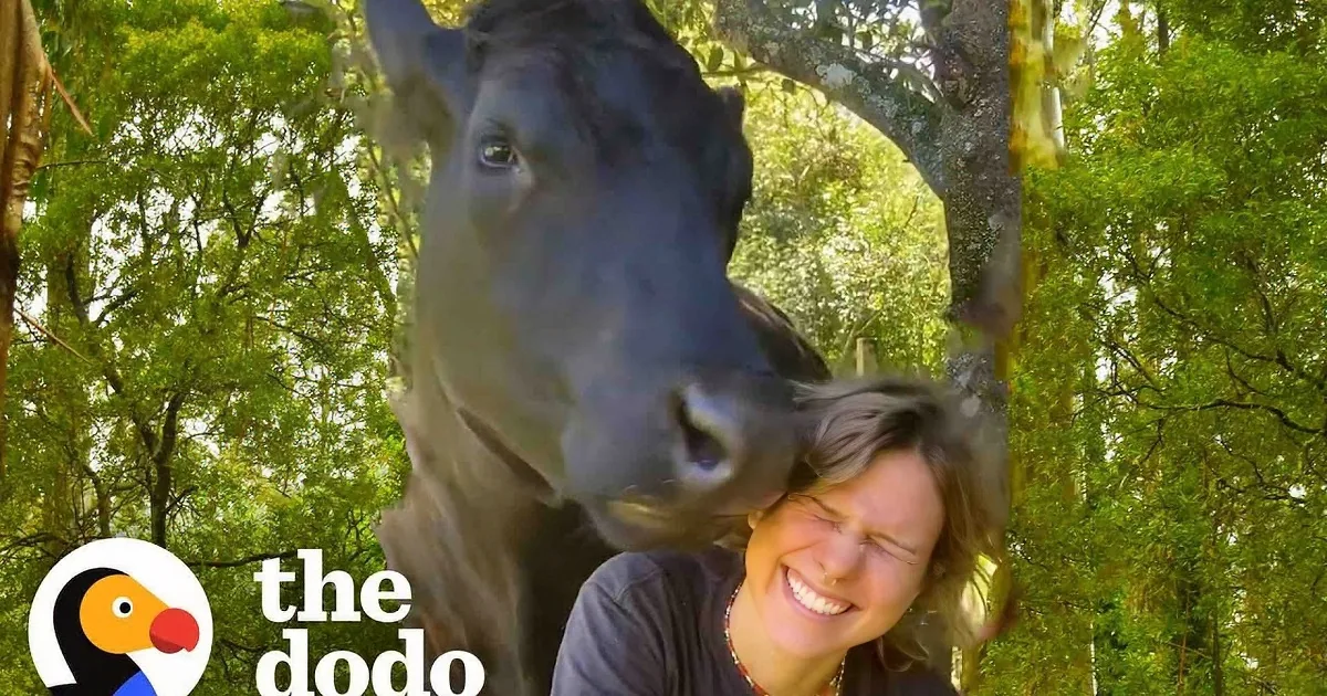 Cuddly Rescue Cow Loves Giving Kisses Like a 1-Ton Baby