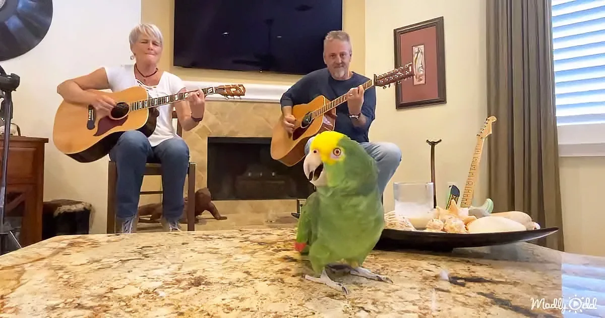 A green parrot perches on a granite countertop, with two people playing guitars in the background.