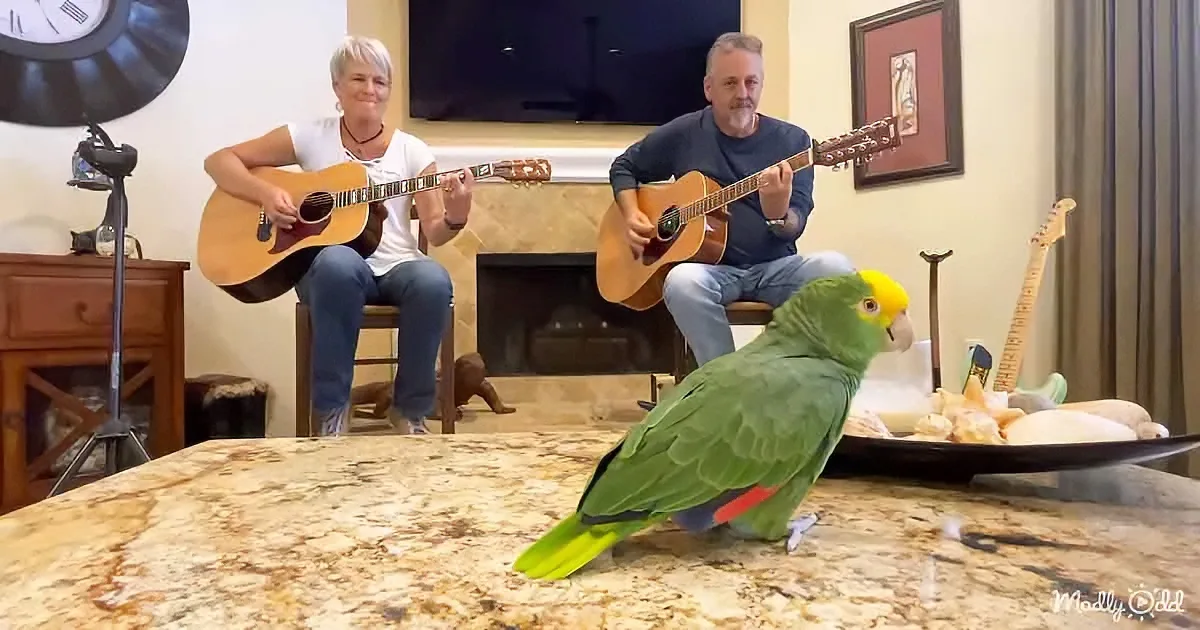 A green parrot perches on a table as a couple plays guitars in the background.