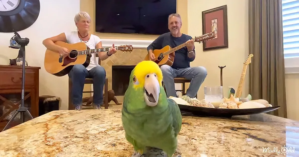 A Talented Parrot Sings Bob Dylan's 'Knockin' on Heaven's Door'