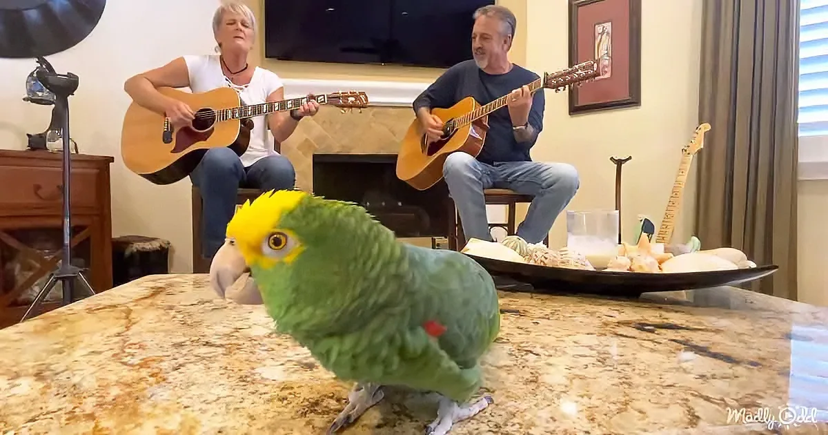 A vibrant green parrot with a yellow head perches on a granite countertop, while two people play guitars in the background.