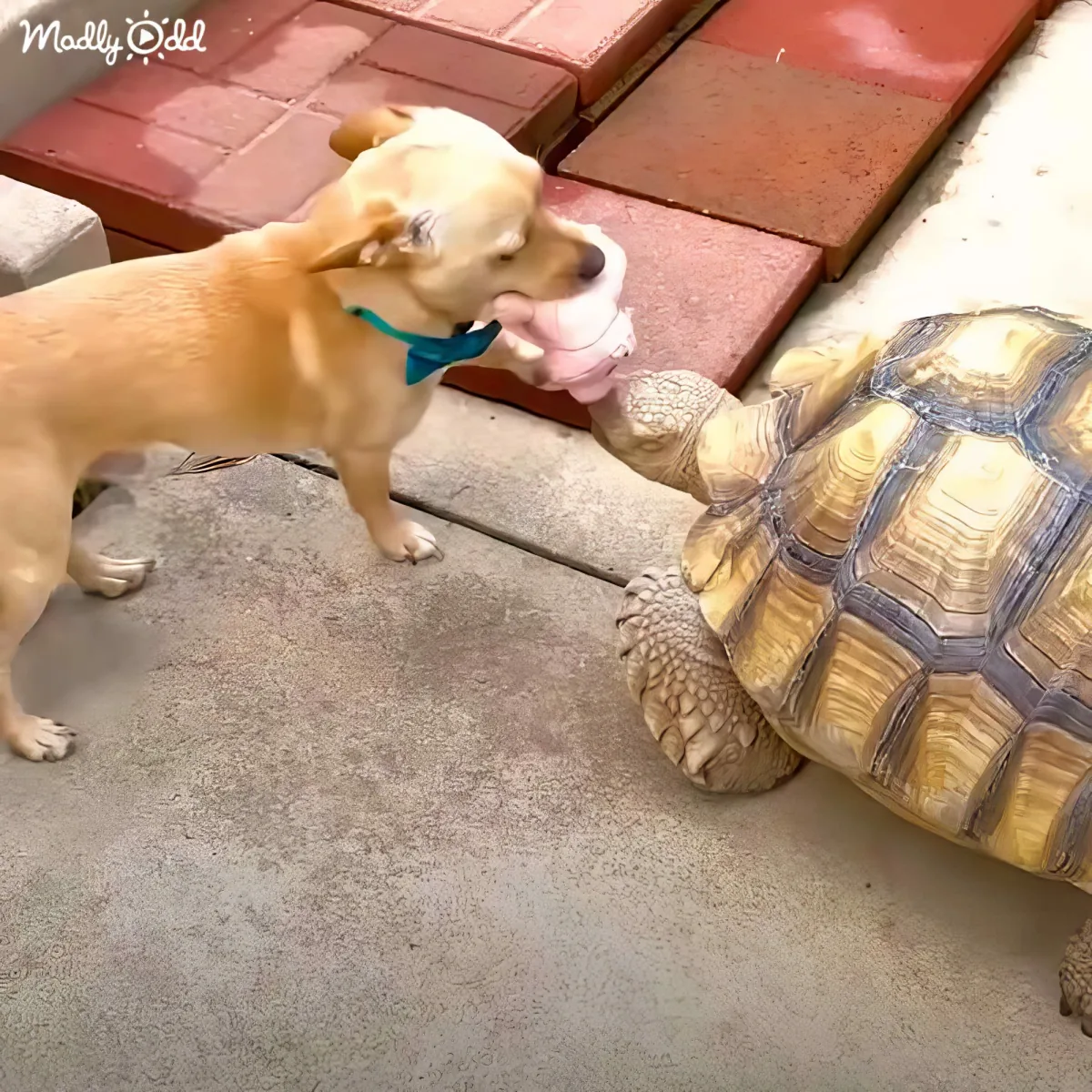 A dog wearing a blue bandana interacts with a large tortoise on a concrete surface.
