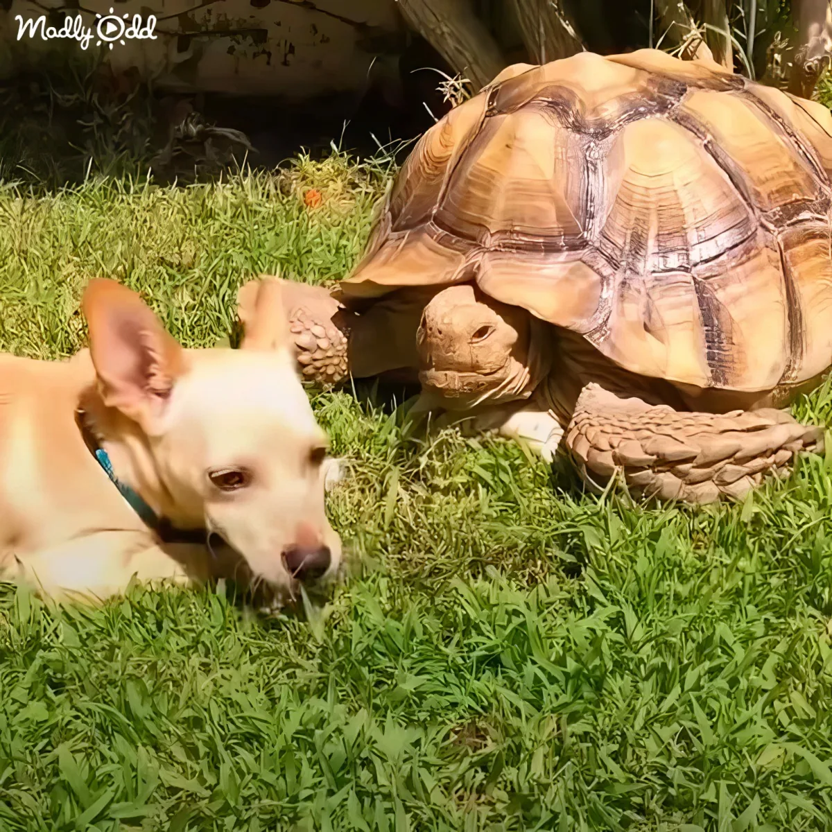 A tortoise and a dog are lying on grass, facing each other, with the tortoise slightly raised.