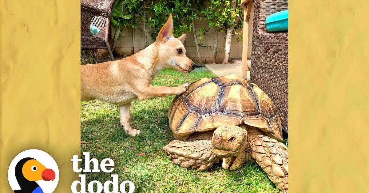 A tortoise and a dog share a playful moment, with the dog holding a toy near the tortoise's head.