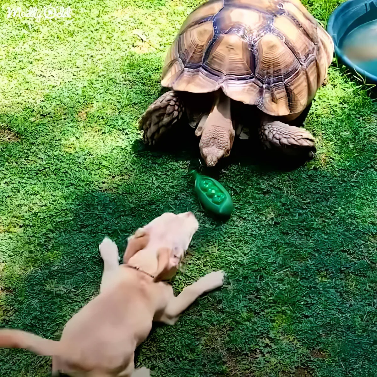 A tortoise and a puppy are interacting on grass, with the puppy reaching out towards the tortoise.