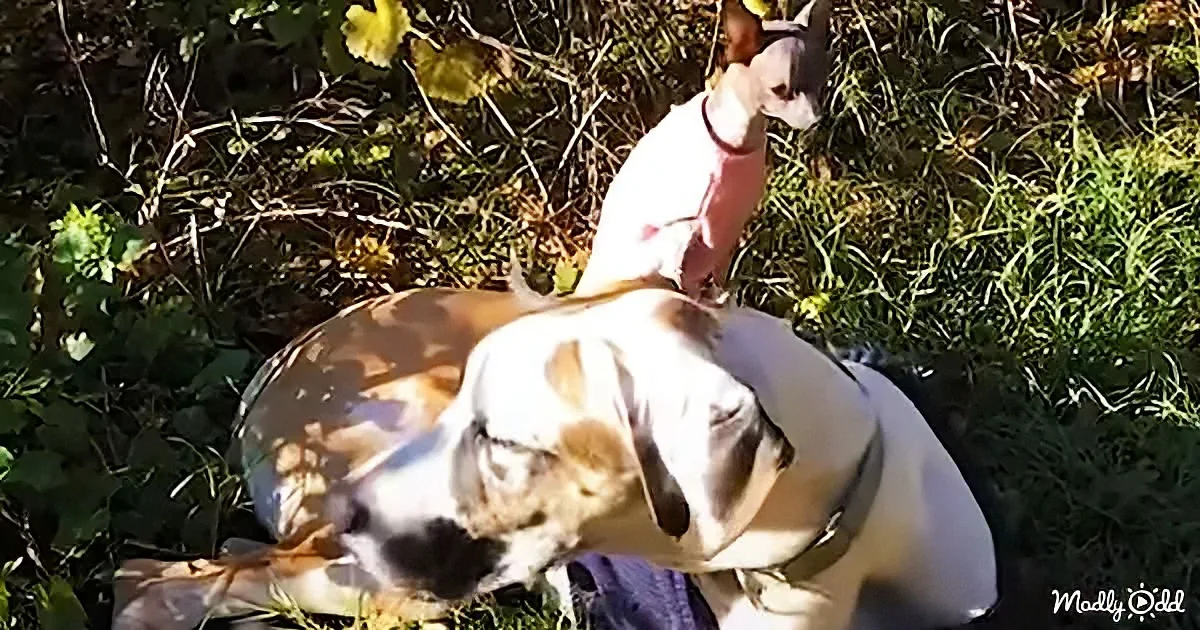 Gentle Great Dane