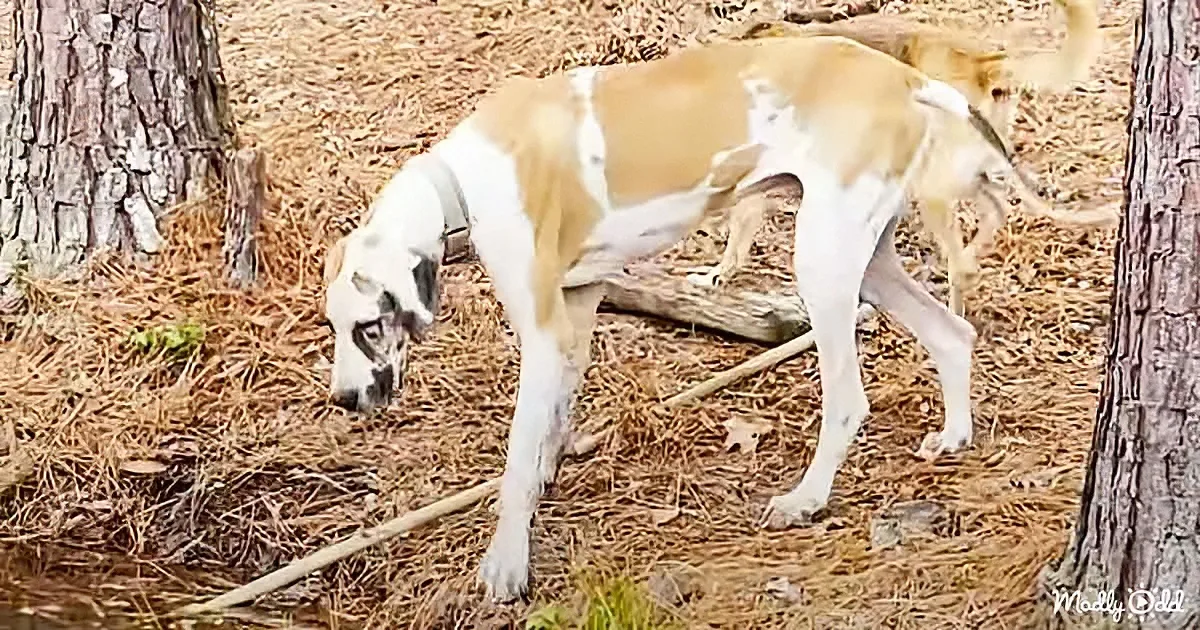 Gentle Great Dane