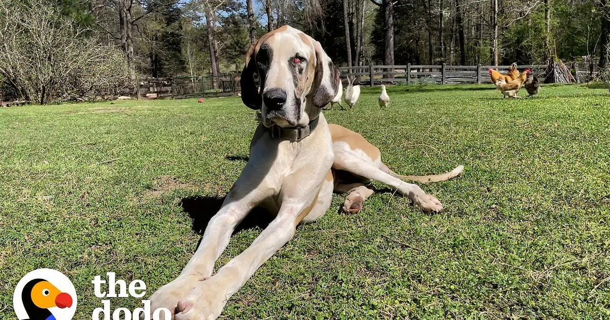 Gentle Great Dane Loves Some Quiet Time; Piglets Have Other Plans