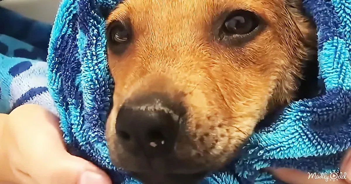 A dachshund wrapped in a blue towel, looking directly at the camera with a curious expression.
