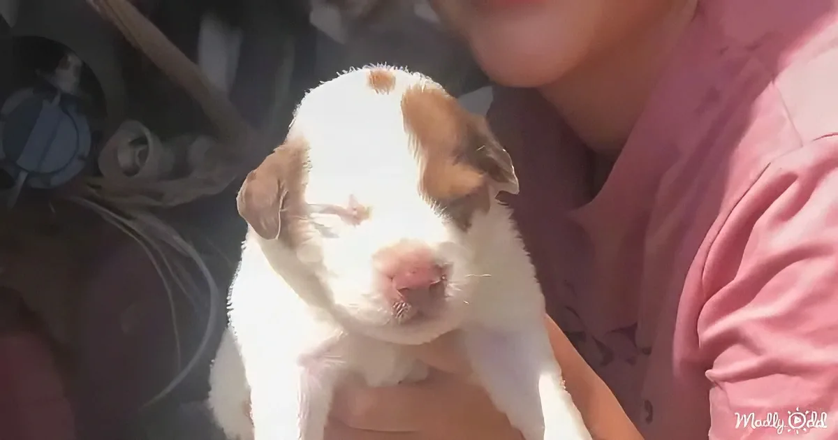 A person holds a white puppy with brown patches, looking content and relaxed.