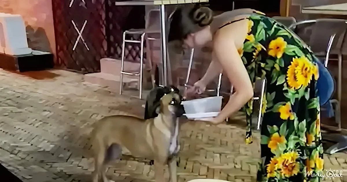 A woman in a sunflower dress bends down to feed a dog on a brick patio.