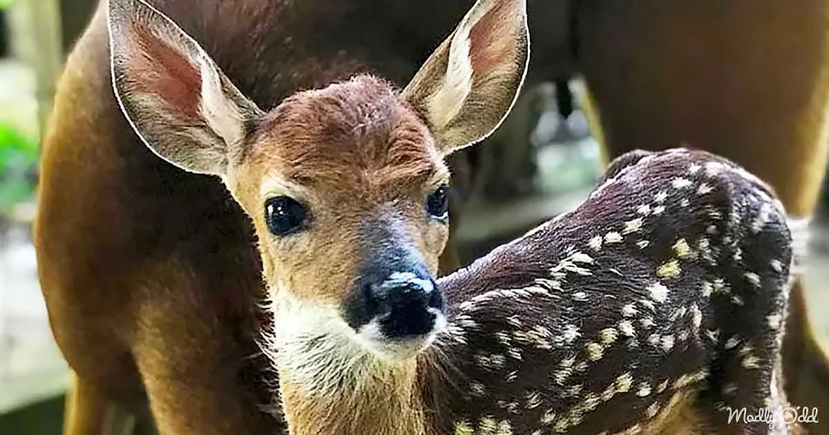 Baby Deer Waits Outside Her Human Mom's Door Every Morning
