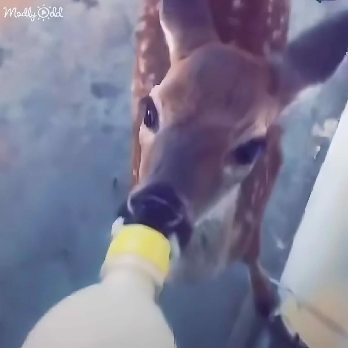 A close-up of a deer being fed by a person wearing a yellow wristband.