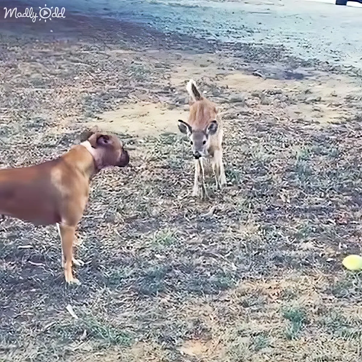 A dog and a young deer stand facing each other on a grassy field.