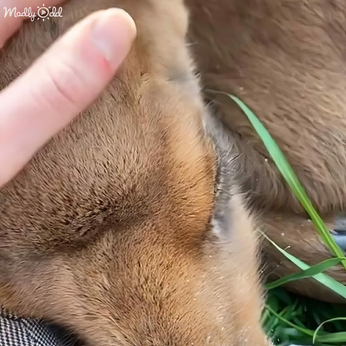 Orphaned baby moose
