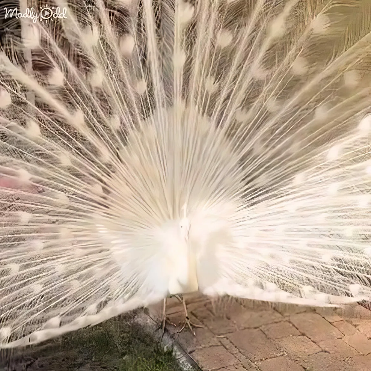 A stunning white peacock displays its magnificent tail feathers, creating a radiant burst of white and gold.