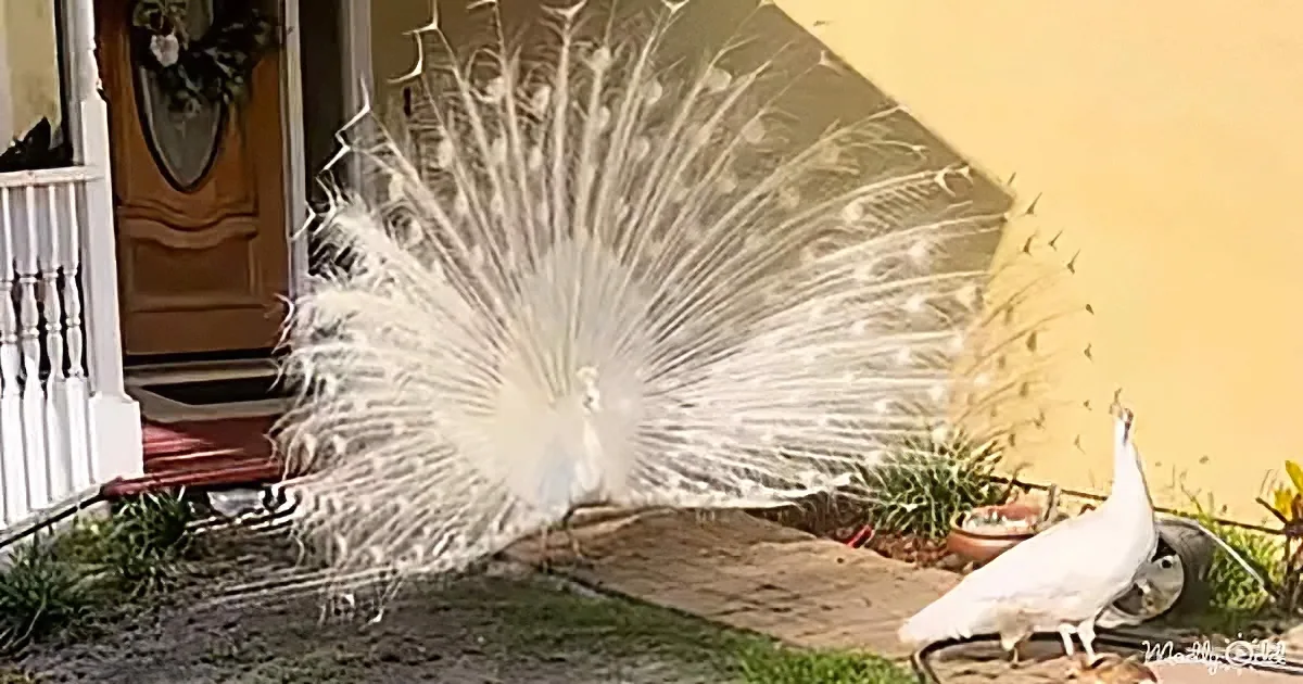 A white peacock displays its feathers in front of a house entrance.