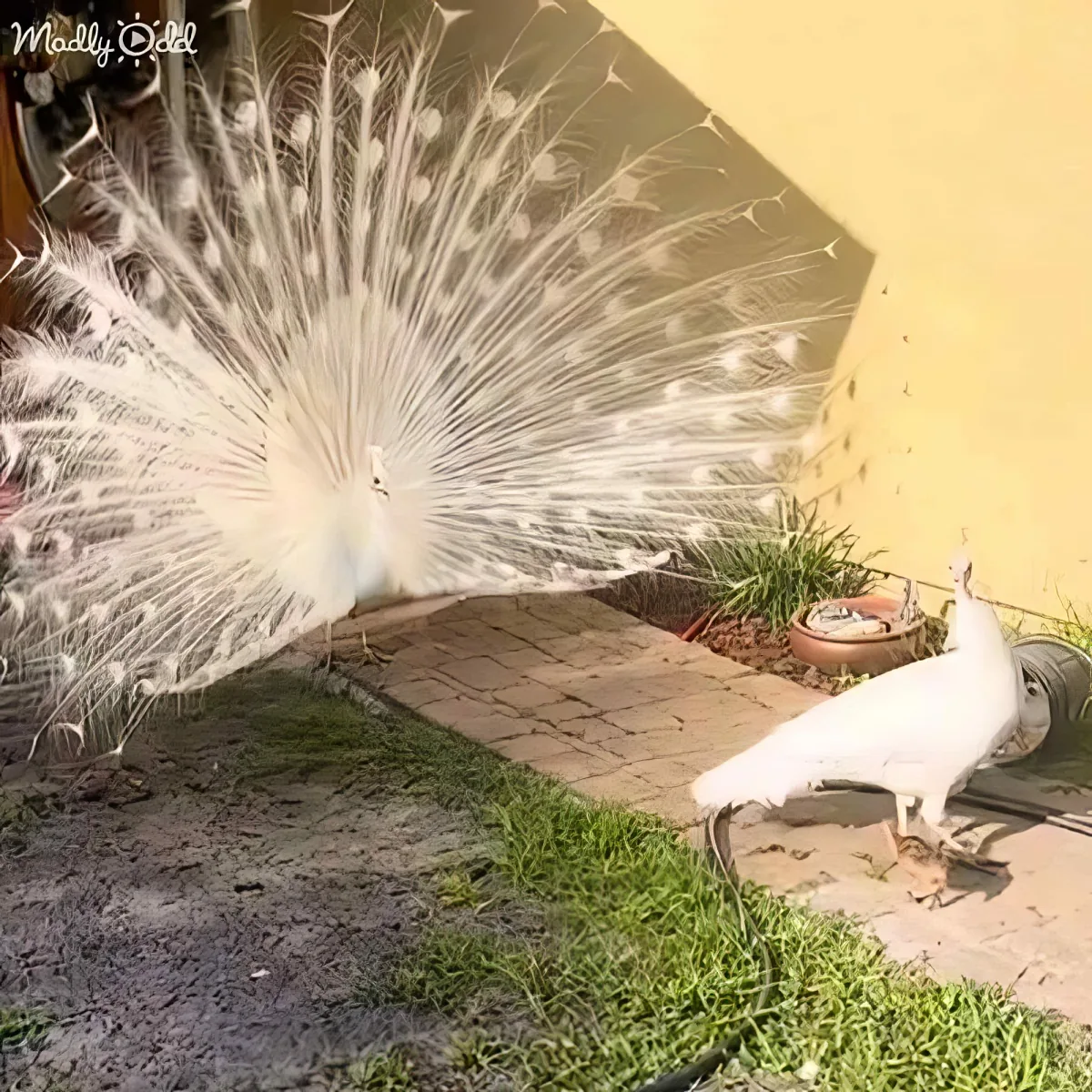 A white peacock displays its feathers, creating a stunning visual against a yellow wall backdrop.