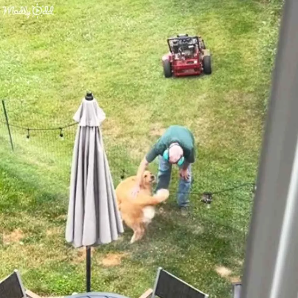 A golden retriever is playfully jumping on a person in a grassy yard.