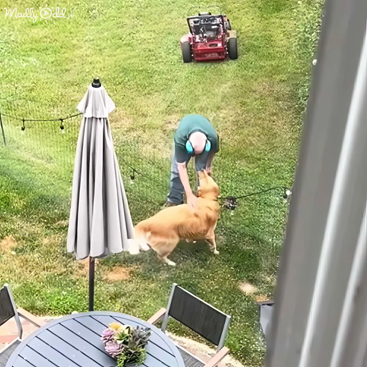 A man pets a brown dog in a grassy yard with a lawn mower and patio furniture visible.