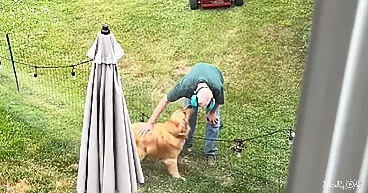 A man pets a golden retriever in a grassy yard near an umbrella and a lawn mower.
