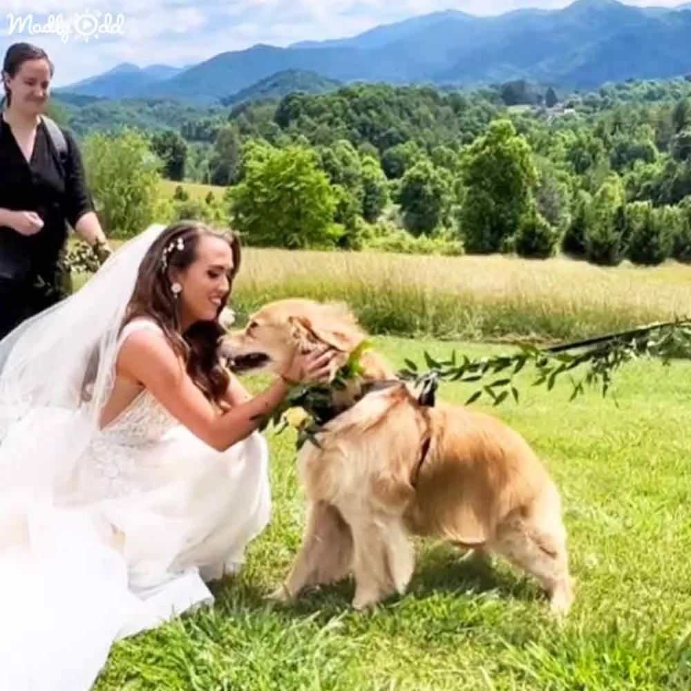 A bride in a white wedding dress pets a golden retriever adorned with a floral collar in a scenic, grassy field with...