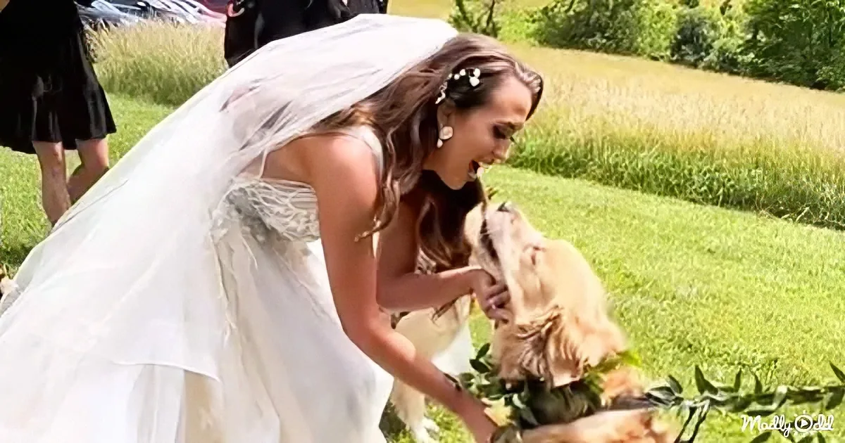 A bride in a white wedding dress bends down to pet a small dog in a grassy field.
