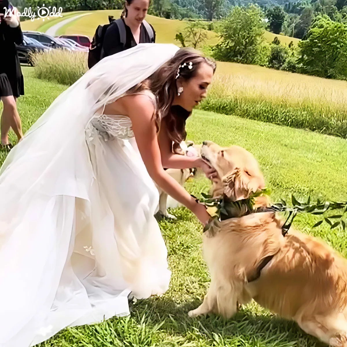 A bride in a white wedding dress bends down to pet a golden retriever on a grassy field.