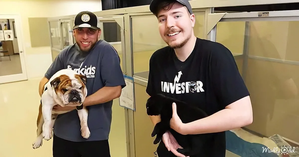 Two men hold dogs; one in a blue shirt holds a white and brown bulldog, the other in a black shirt holds a black dog.