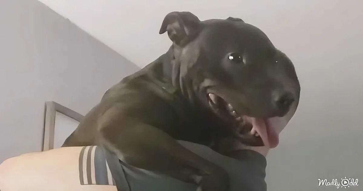 A black dog with a surprised expression is being held by someone in a room.