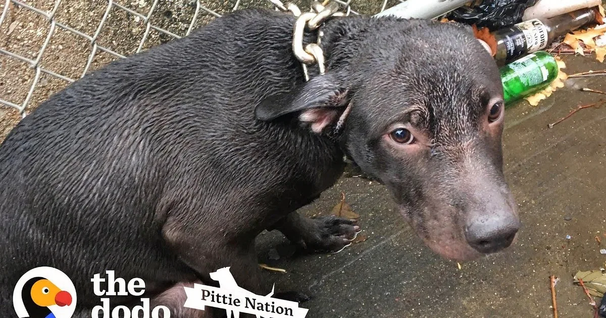A police officer in a NYPD uniform holds a black pit bull on a leash in front of a brick wall.